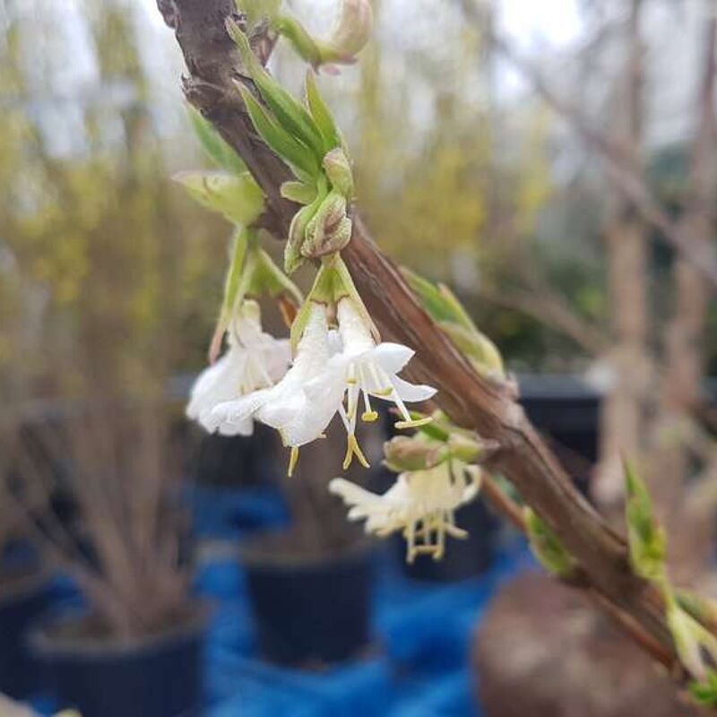 Lonicera x purpusii 'Winter Beauty' 150-175 cm